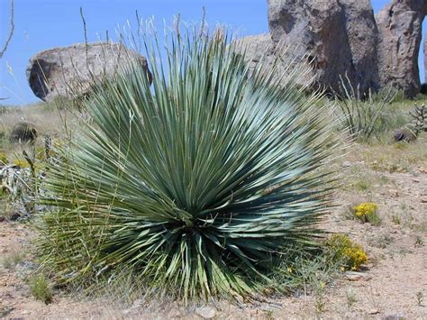 Yucca Rostrata Plant Care | Plantly