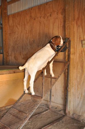 Market goat/market sheep feeding ramps...good muscle/meat development ...