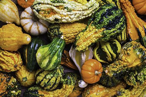 Ornamental gourds may not be edible, but they sure are colorful. They are also very easy to grow ...