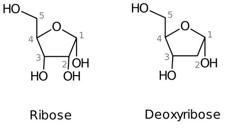 What Is The Genetic Makeup Of A Nucleotide - Mugeek Vidalondon