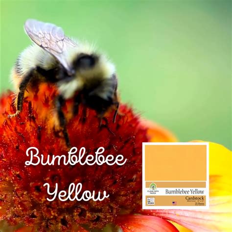 BUMBLEBEE YELLOW – Clear Path Paper