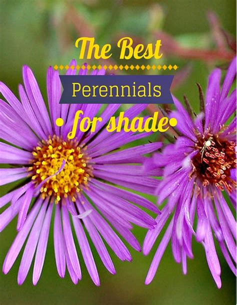 The Best Perennials for Shade