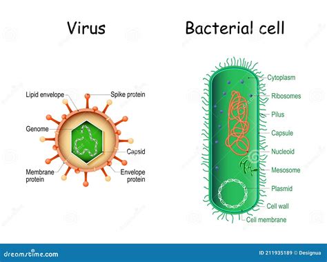 Bacteria Structure