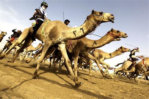 Camel Festival celebrates Emirati tradition - Arabianbusiness