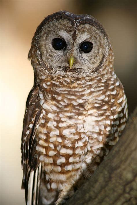 Mexican Spotted Owl Facts, Habitat, Diet, Pictures