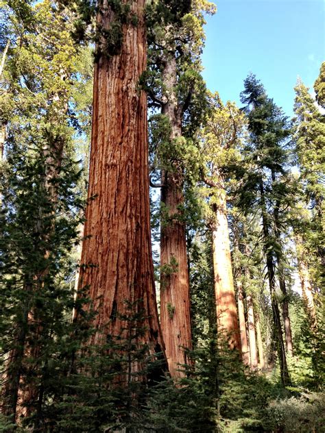 Mariposa Grove - Yosemite | Vacation spots, Yosemite, State parks