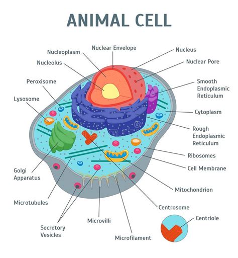 Structure Anatomique De La Cellule Animale Illustration Stock ...