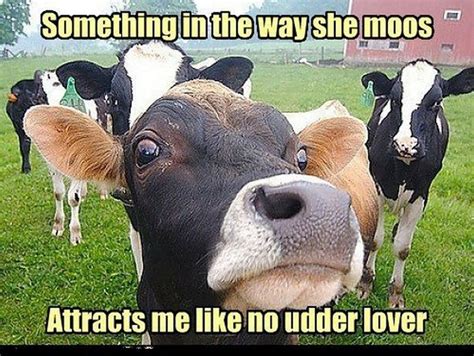 20 Cow Memes That Are Just Too Cute | Funny animal pictures, Farm humor, Funny animals