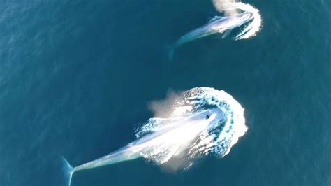 Drone captures incredibly rare footage of blue whales “lunge feeding”