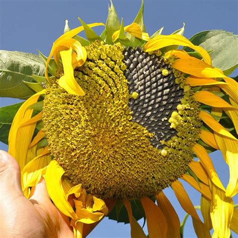 30Pcs Giant Sunflower Seeds Rare Seeds Home Garden Planting Ornamental ...