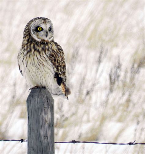 Elfshot: Alberta Wildlife and Homesteads