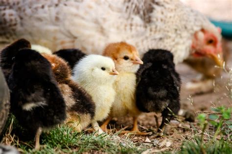 Chicken Egg Hatching Cycle – Mother Earth News