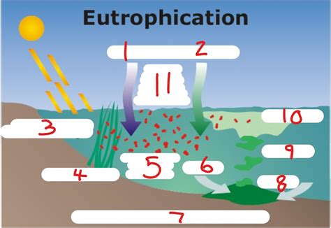 Eutrophication diagram Diagram | Quizlet