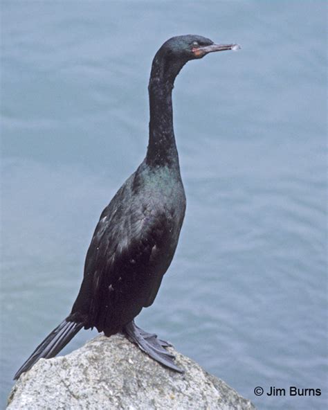 Pelagic Cormorant