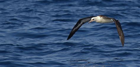 Albatross Fun Facts - Pacific Beach Coalition