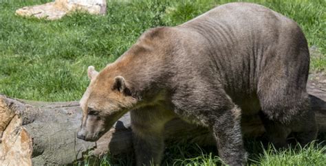 Vanderbilt researcher explains Pizzly bear hybrid species | Vanderbilt ...