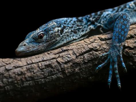 Blue Tree Monitor: Care Guide & Species Profile - Everything Reptiles