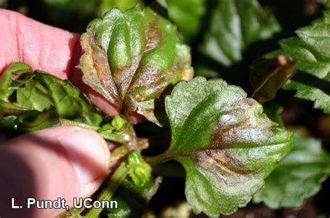 Torenia - Impatiens Necrotic Spot Virus (INSV) | UMass Center for Agriculture, Food and the ...