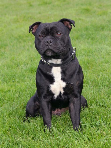 How to Teach a Staffy to Sit and Stay - A simple training guide