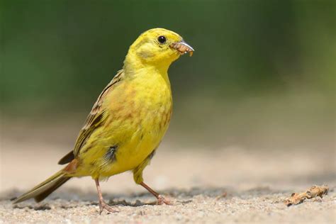 Yellowhammer - A-Z Animals