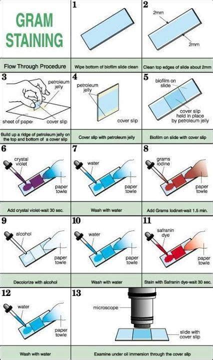 Gram Staining – Slide with cover slip method | Medical Laboratories