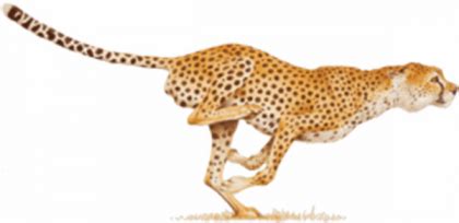 Running Cheetah PNG Photo