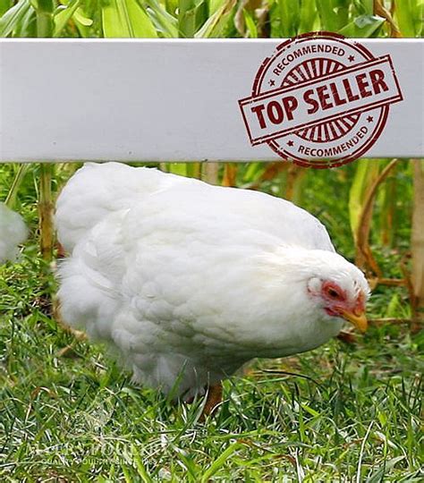 Day Old Poultry | Meat Birds | Broiler Chickens for Sale