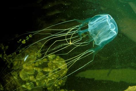 Antidote found for Australia's highly venomous box jellyfish