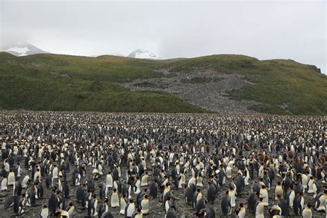 Photo of the Moment: What 200,000 Penguins Looks Like, South Georgia ...