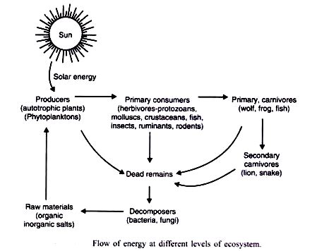 Energy Flow in Ecosystem. - तरुमहिमन्