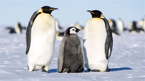 Wallpaper ID: 1326469 / animals in the wild, vertebrate, emperor, penguins, no people, adults ...