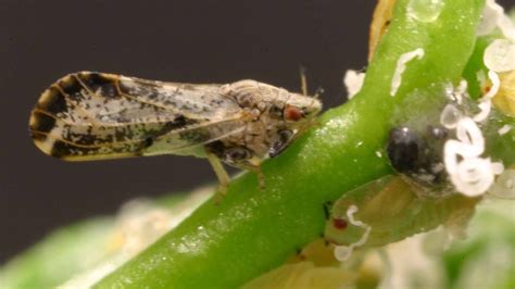 New Bugs In Florida Stymie Researchers, Threaten Crops : NPR