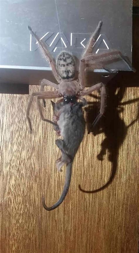 Huntsman Spider Eats Possum in Front of a Horrified Ski Lodge Guest