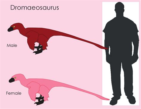 Dromaeosaurus size comparison by Dennis Taylor - Issuu