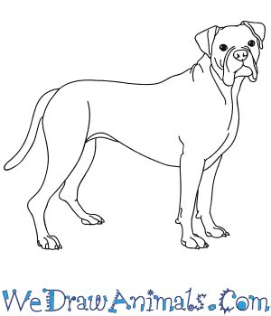 How to Draw a Realistic Boxer Dog