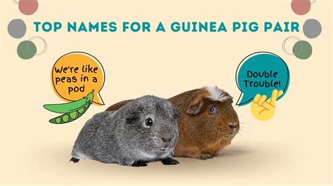 Top Names for Guinea Pigs in 2021 - Kavee Blog USA – Kavee USA