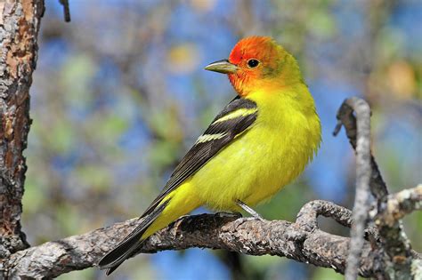 Male Western Tanager Photograph by Eastman Photography Views Of The Southwest - Fine Art America