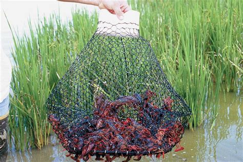 Making a Crayfish Trap That Works – 101 Ways to Survive