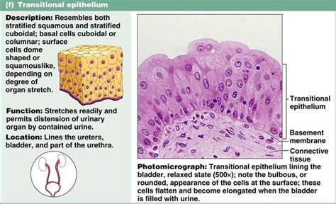 Transitional Epithelia (urinary bladder) | Human Biology | Pinterest ...