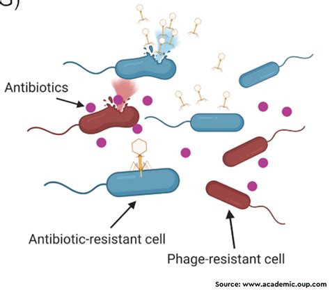 Current Challenges and Future Opportunities of Phage Therapy - Prevent It