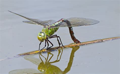 7 things you never knew about dragonflies They're beautiful and intriguing, but these ferocious ...