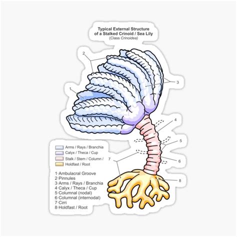 "Fossil Crinoid Anatomy Diagram" Sticker for Sale by taylorcustom | Redbubble