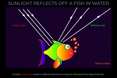 Sunlight Reflects off a Fish in Water