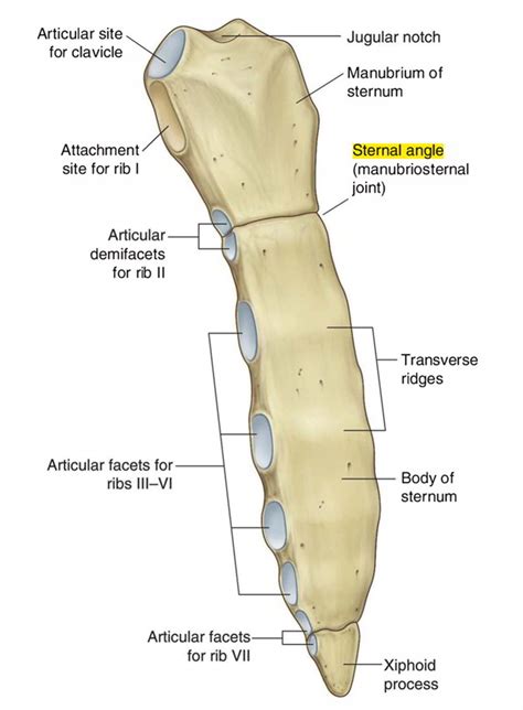 Angle Of Louis Anatomy