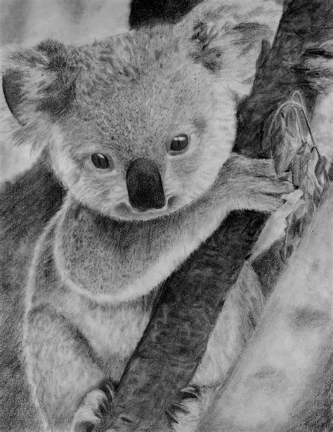 Koala Drawing Realistic - JMT Printable Calendar