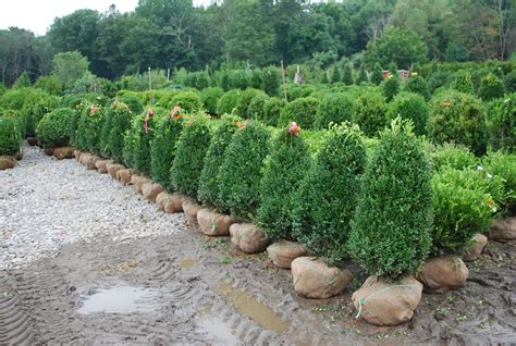 Broadleaf Evergreen Shrubs | Planters' Choice | Broadleaf evergreen, Green mountain boxwood ...