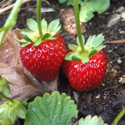 Tasty strawberry growing tricks