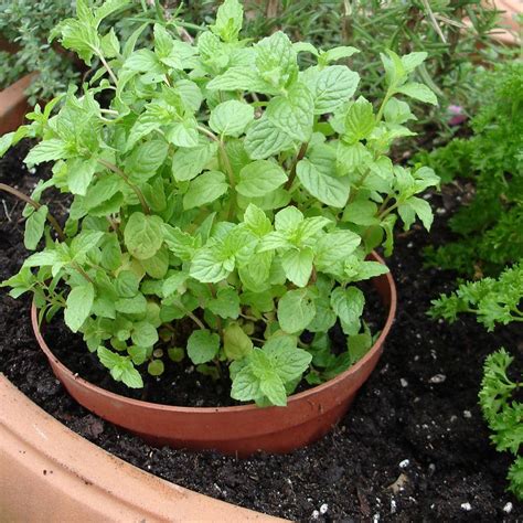 Bonnie Plants 4.5 in. Peppermint-5108 - The Home Depot