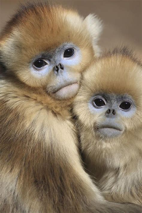 Golden Snub-nosed Monkeys by Cyril Ruoso | Baby animals funny, Baby ...