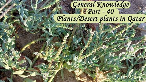 General knowledge part 40 | Plants/Desert plants in Qatar - YouTube